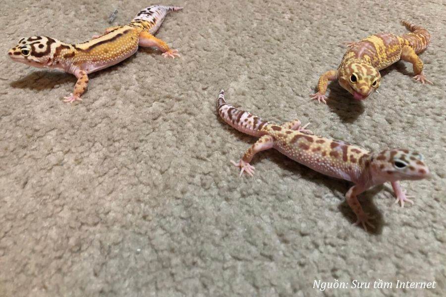 ba con tắc kè vào nhà là điềm gì