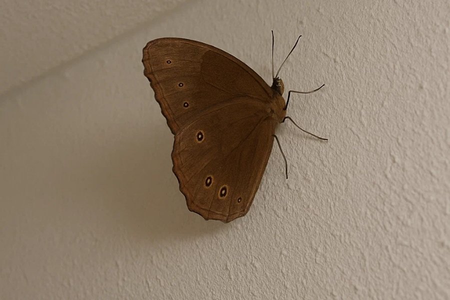 Bướm nâu bay vào nhà là điềm lành