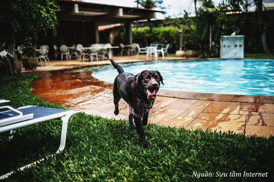 chó đen vào nhà tốt hay xấu trong phong thủy