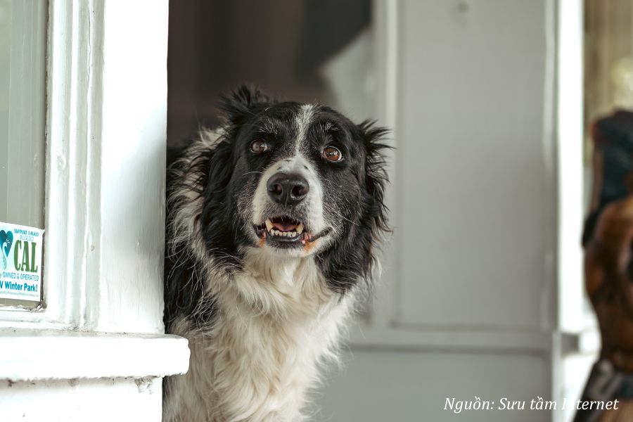 chó vào nhà đẻ con mang điềm báo gì