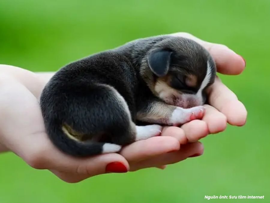 mơ thấy chó vàng, chó con là điềm gì