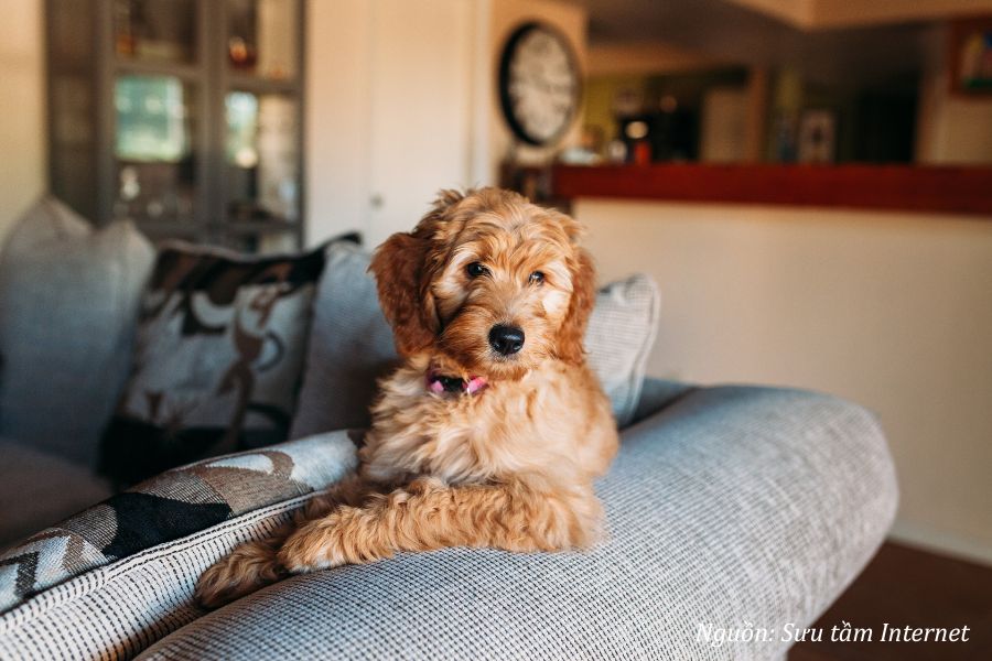 chó vàng chạy vào nhà mang tài lộc