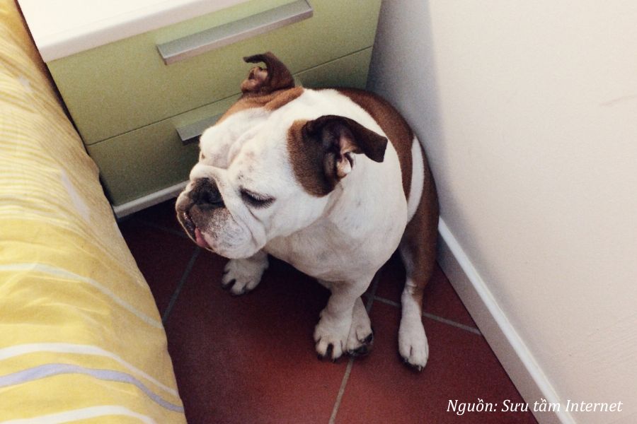 chó vào nhà có mang lại tài lộc không