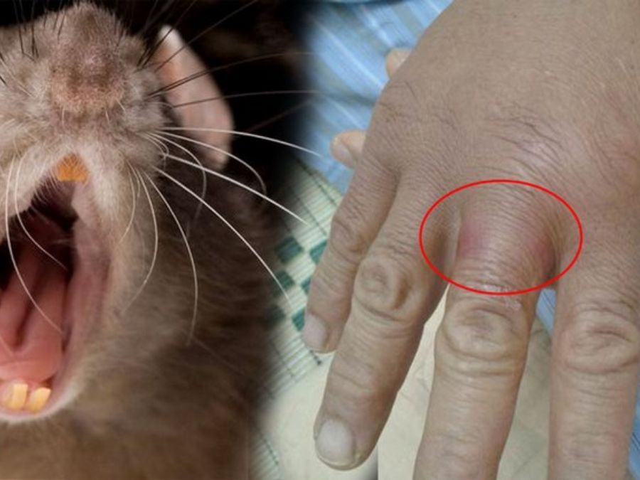 Ngủ bị chuột cắn là dấu hiệu xui xẻo về tài lộc hoặc sức khỏe