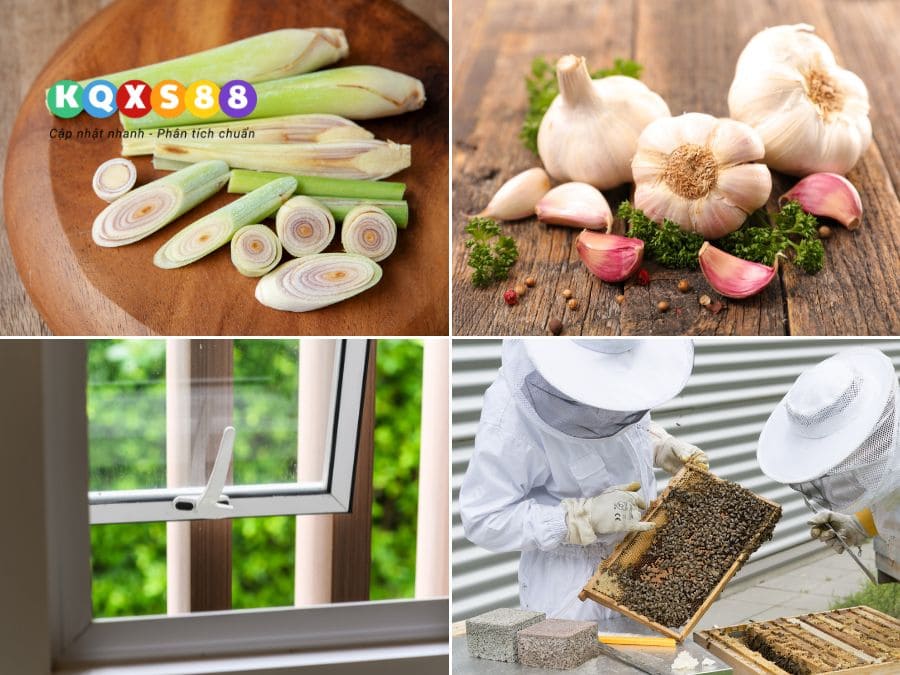 cách xử lý khi ong bay vào nhà mà không làm mất vận may