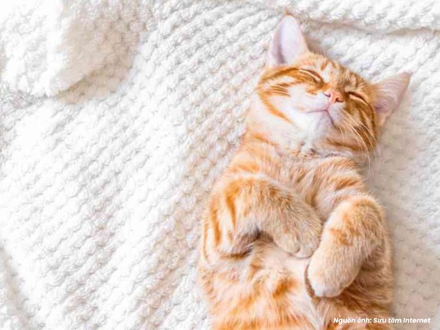 mơ thấy mèo trắng mèo vàng có ý nghĩa gì