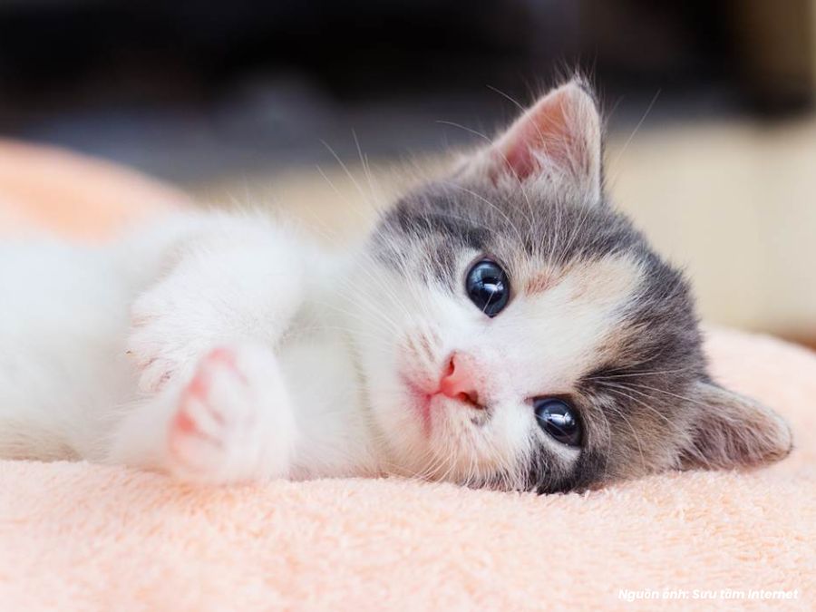 mơ thấy mèo vào nhà báo hiệu điều gì