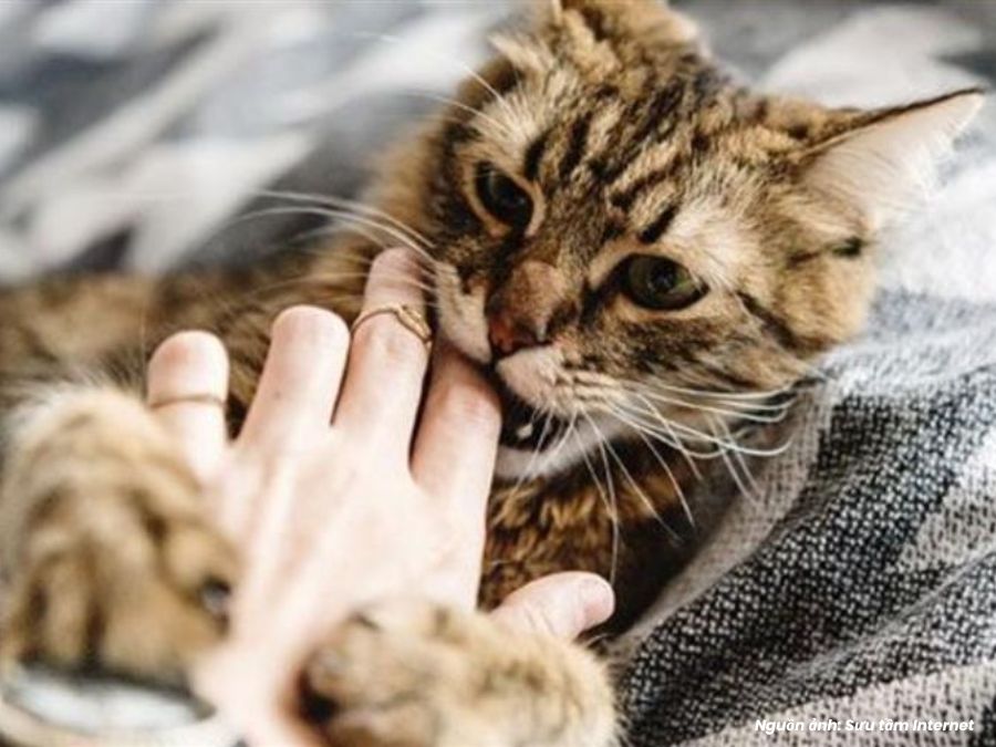 mơ thấy bị mèo cắn vào tay, cào là điềm gì