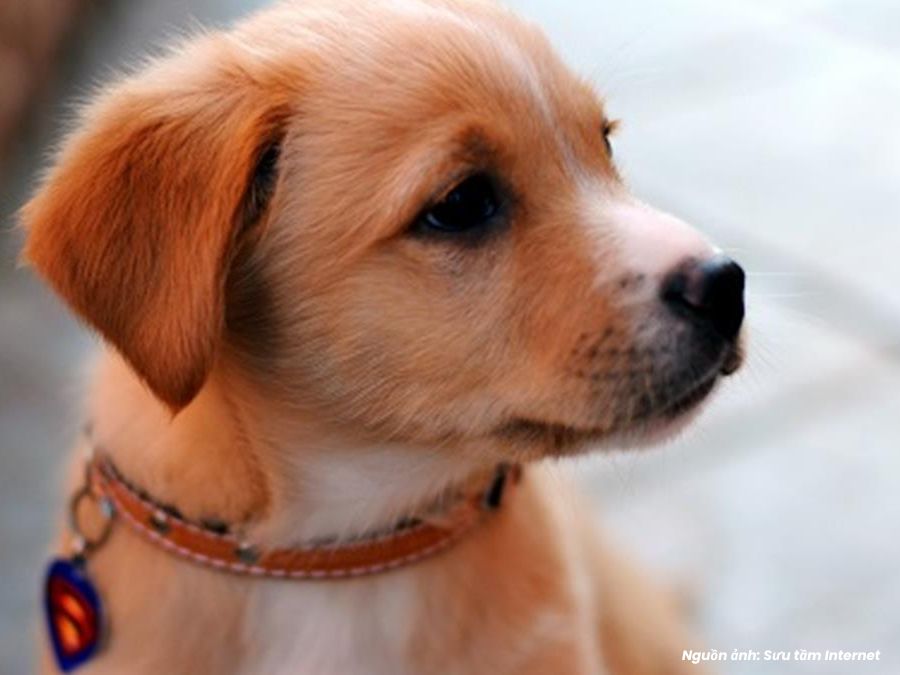 mơ thấy chó vào nhà mang ý nghĩa gì