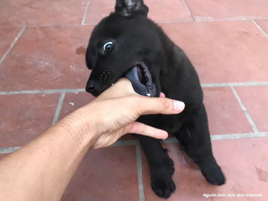 nằm mơ thấy chó đen có điềm gì