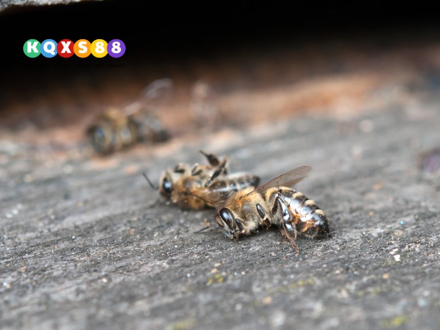 ong bay vào nhà rồi chết là điềm tốt hay xấu