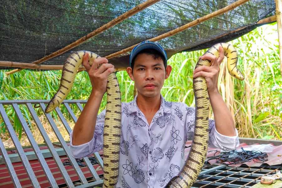 nuôi rắn trong giấc mơ thể hiện việc kiểm soát tham vọng hoặc cảm xúc