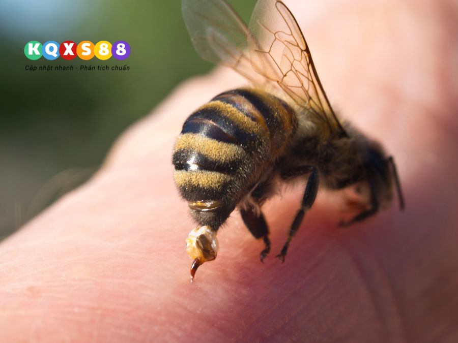 ong bay vào nhà buổi sáng, chiều, tối có ý nghĩa gì