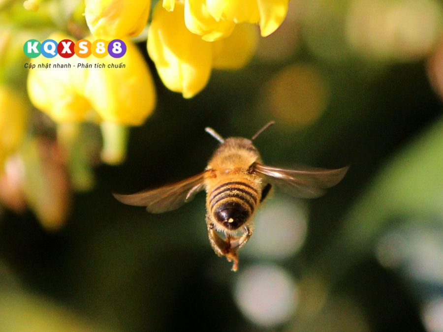 ong vàng và ong mật bay vào nhà báo hiệu điều gì