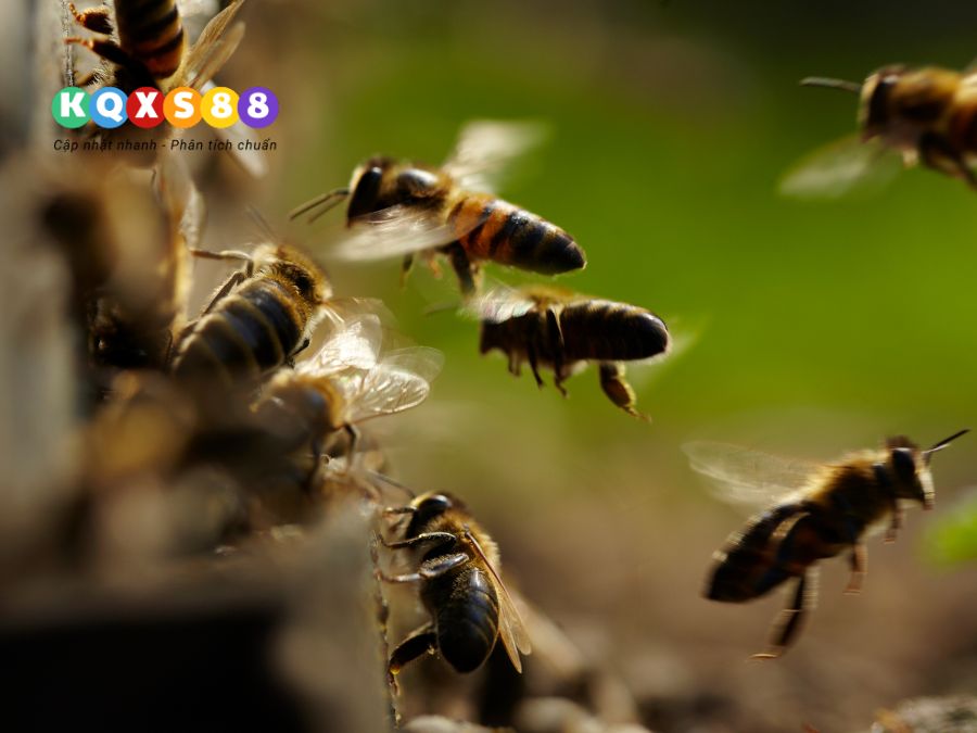 ong vò vẽ và ong ruồi vào nhà mang ý nghĩa gì