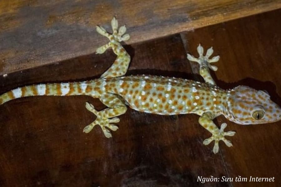 tắc kè vào nhà là điềm tốt hay xấu theo phong thủy