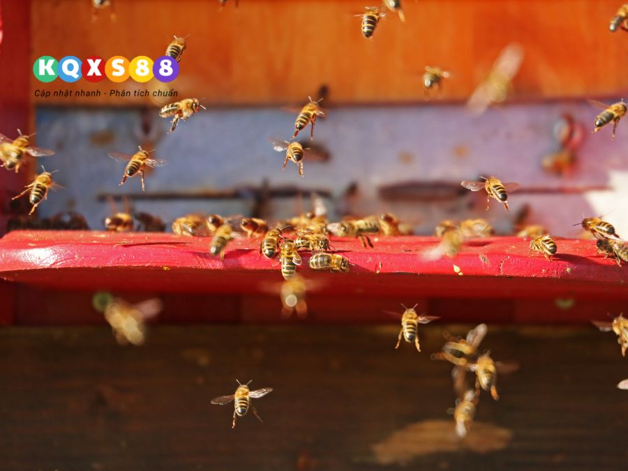 ong bay quanh người và đậu vào người là điềm gì