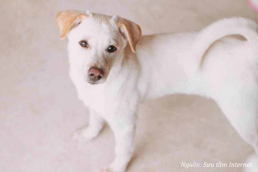 chó vào nhà rồi chết là điềm gì