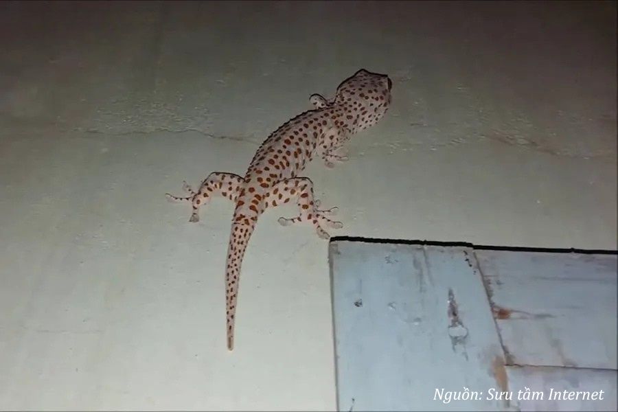 tắc kè bò vào nhà báo hiệu điều gì, hên hay xui