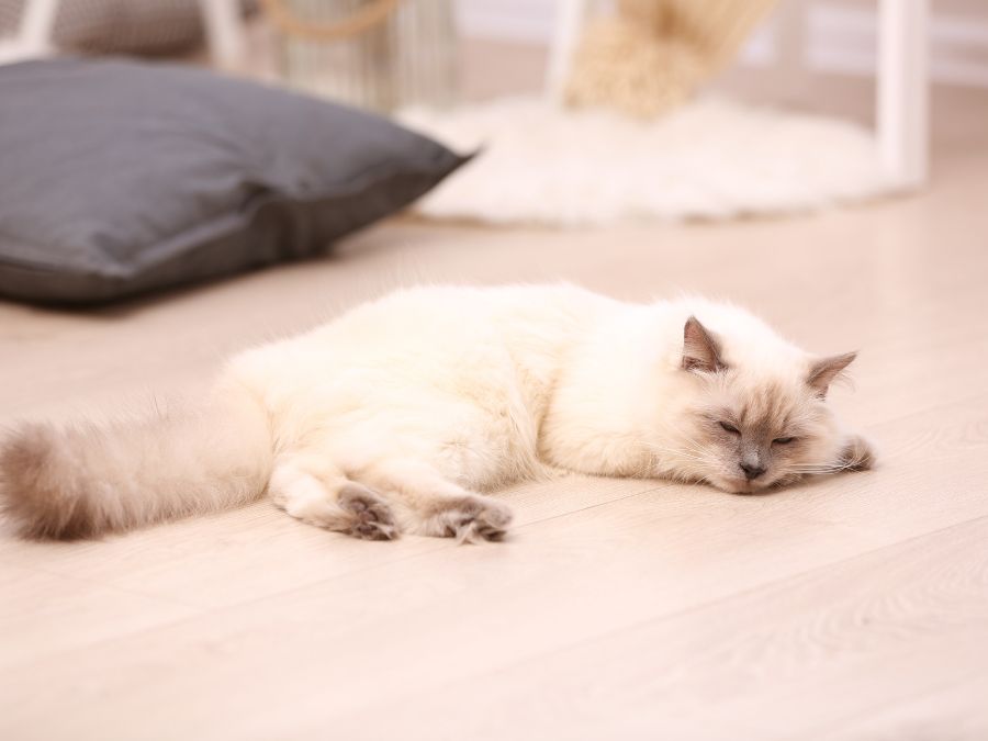 mèo vào nhà chết báo hiệu vận xui chia ly sắp đến